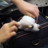 Pets Moving Overseas Pet Relocation