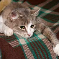 Moving Pets Into New Home Settling Pets