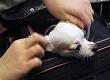 Moving Pets to Your New Home